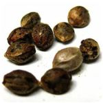 Семена марихуаны АК-47  (Seeds AK-47) в Котовске